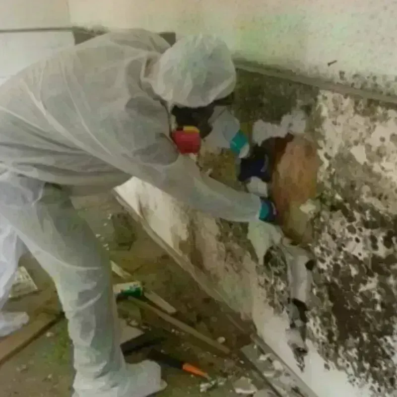 Mold Remediation and Removal in Long Hill, CT